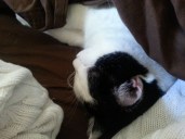 Phoebehastherightidea